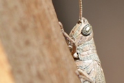 Common Pardillana Grasshopper (Pardillana limbata)